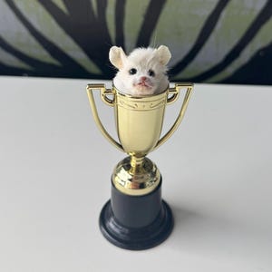 May include: A gold-colored trophy with a black base holds a small, white, fluffy animal. The animal has small ears and a pink nose. The trophy is on a white surface.