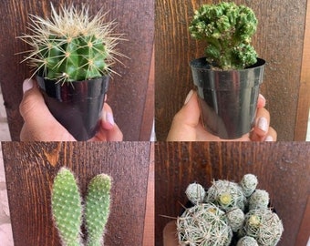 Cactus Assorted Varieties - 2.5 inch pots Healthy and fully rooted