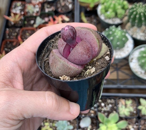 caring for blushing philodendron Blushing Philodendron - Philodendron erubescens