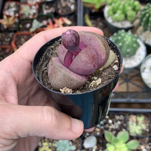 Pleiospilos nelii 'Royal Flush' Roca partida de color púrpura