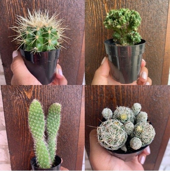 Cactus Assorted Varieties - 2.5 Inch Pots Healthy and Fully Rooted - Etsy