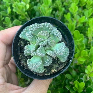 Titanopsis calcareum Mimicry Succulent Plant 2.5 Fully Rooted image 1