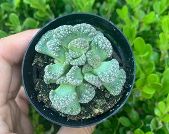 Titanopsis calcareum Mimicry - Succulent Plant 2.5" - Fully Rooted