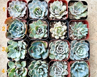 Echeveria - Choose Your Own - Full Root System