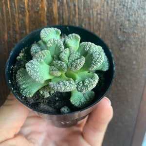 Titanopsis calcareum Mimicry Succulent Plant 2.5 Fully Rooted image 4