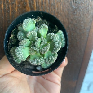 Titanopsis calcareum Mimicry Succulent Plant 2.5 Fully Rooted image 3