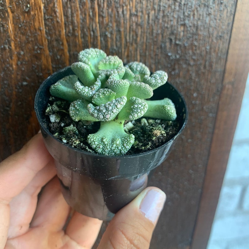 Titanopsis calcareum Mimicry Succulent Plant 2.5 Fully Rooted image 5