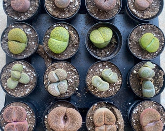 Lithops "Living Stones" 2.5 inch pots Healthy and fully rooted