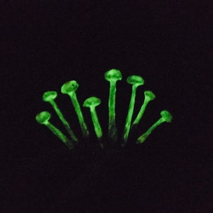Set of 8 Mini Glow in the dark Mushrooms - Terrarium Accessories -Fairy Garden mushrooms