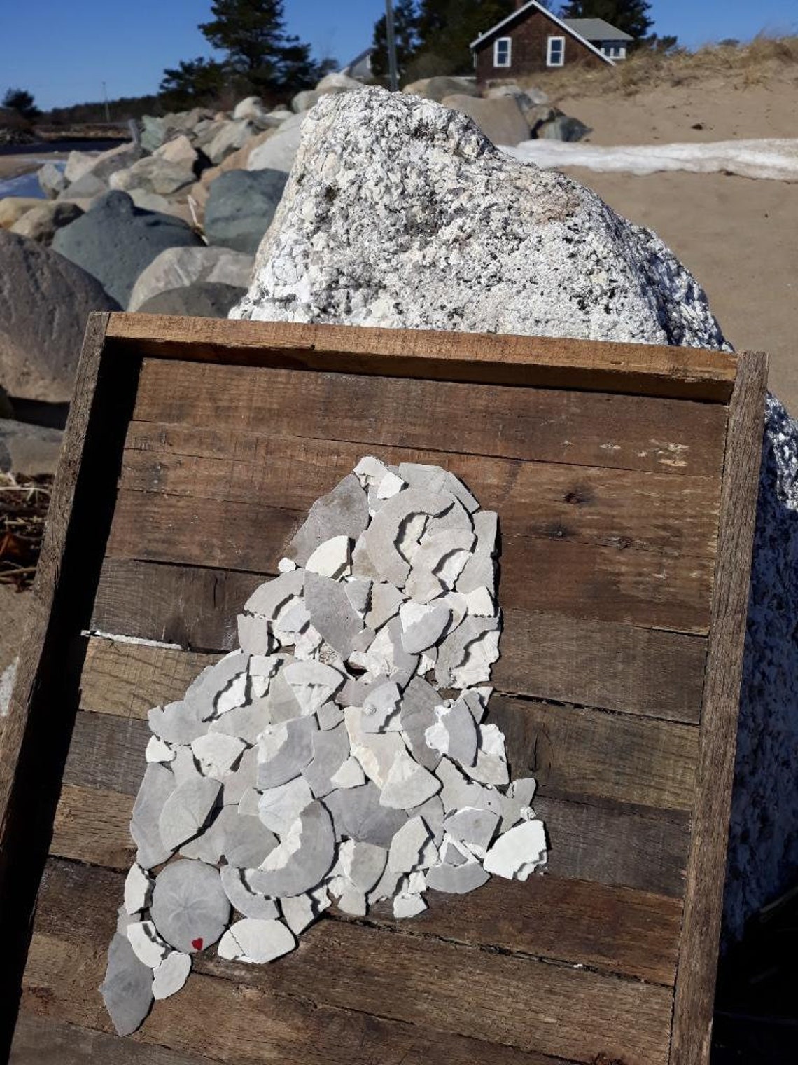 Maine Sand Dollar Etsy