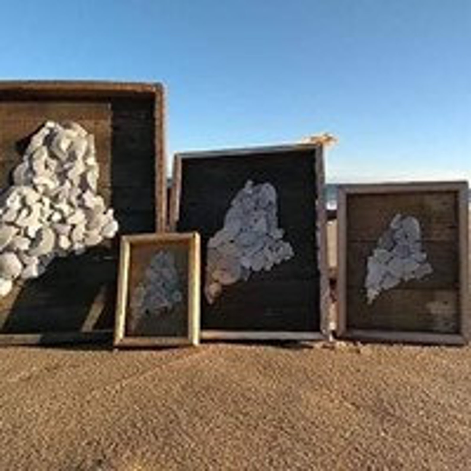 Maine Sand Dollar Etsy