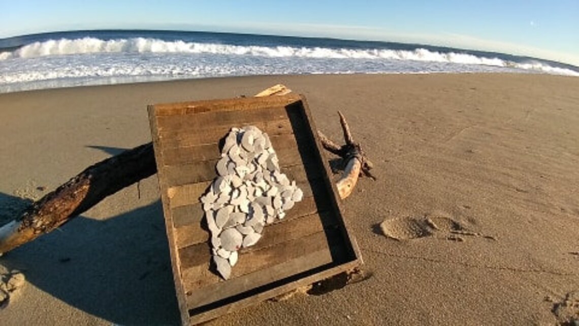 Maine Sand Dollar Etsy
