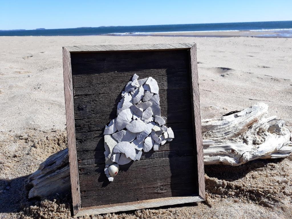 Maine Sand Dollar Etsy