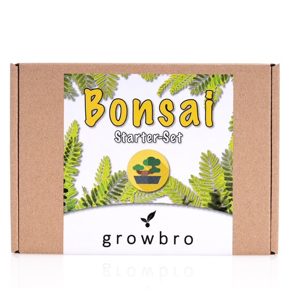 Bonsai Anzuchtset inkl. Sprhflasche - Wisteria Blauregen | DEIN NEUER BRO  ;) # Geschenk fr Frauen und Mnner # Bonsai Set - Etsy.de