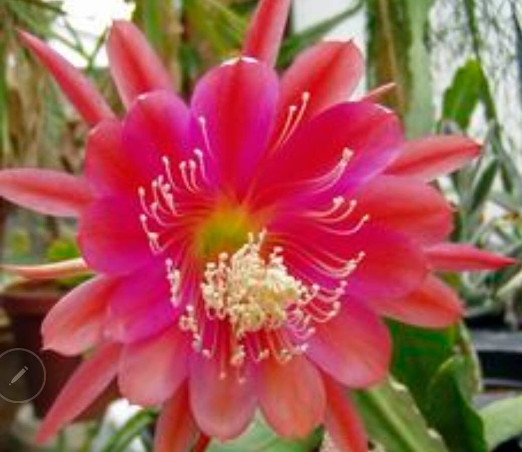 Эпифиллум Цветок Фото Купить