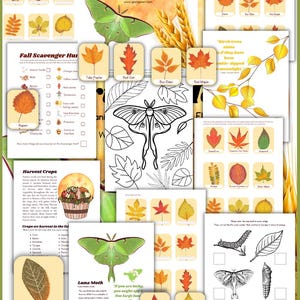 May include: A collection of educational printables with a fall theme. The image features a title card with the text "Hello, Harvest Moon", along with illustrations of leaves, a luna moth, and a fall scavenger hunt. The color palette includes orange, yellow, and green.