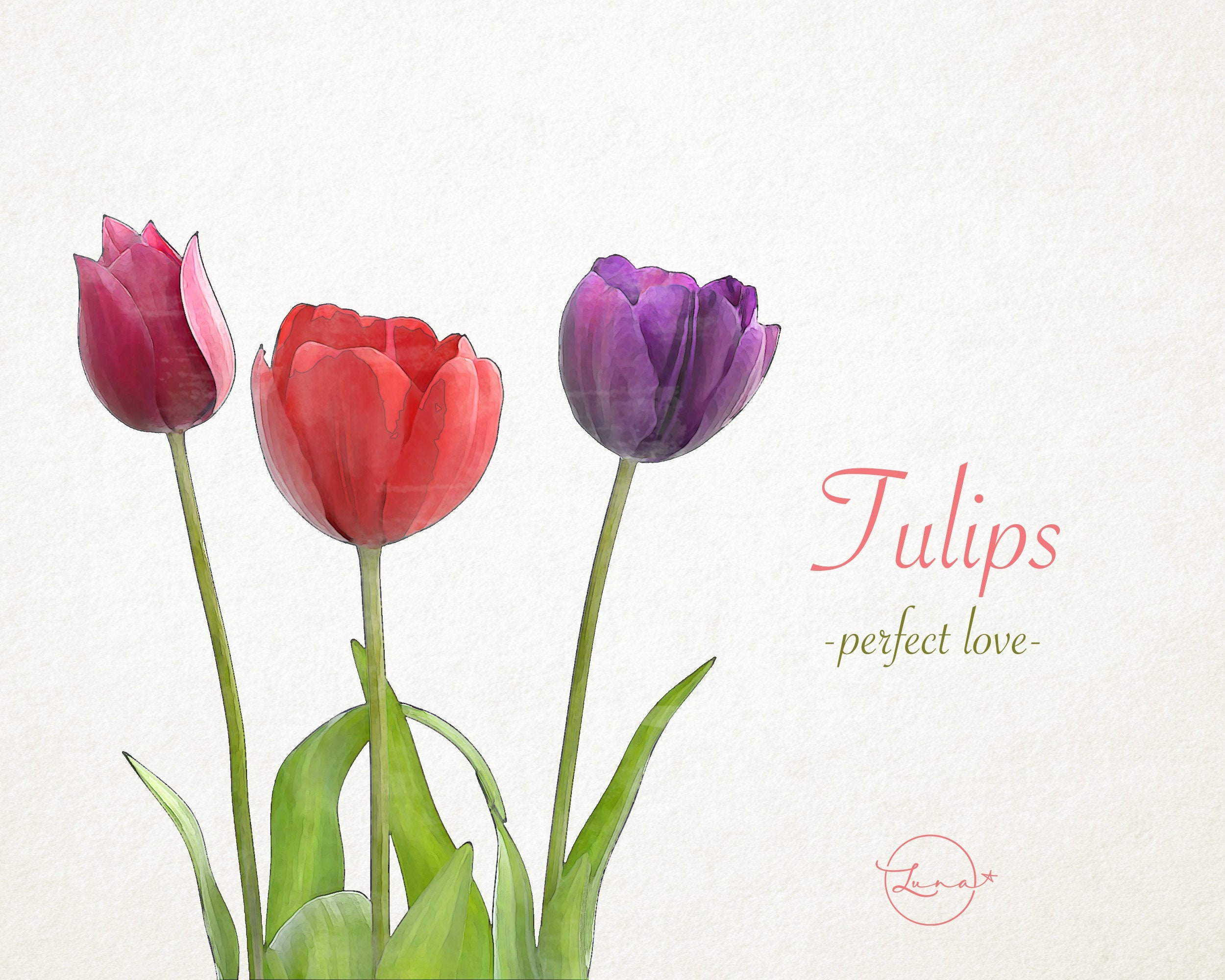 Tulips flowers Watercolor red pink purple tulips PNG file | Etsy