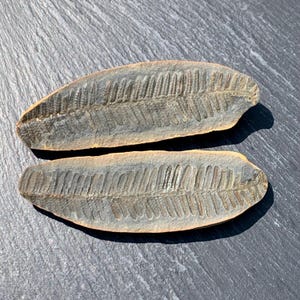 Complete Fossil Fern Nodule, 320 Million Years Old, Mazon Creek USA, Plant Fossil, Carboniferous Fossil Specimen