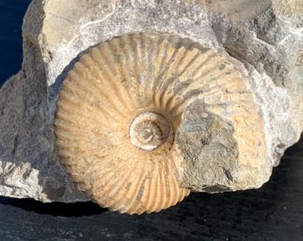 ヒマラヤ アンモナイト化石 (ネパール) - 置物本物