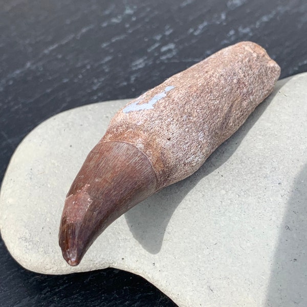 Fossil Mosasaur Tooth, Extinct Marine Reptile