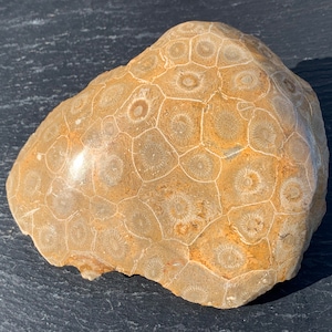 May include: A fossilized piece of coral with a light brown color and a circular pattern. The coral is smooth and has a natural, organic texture.