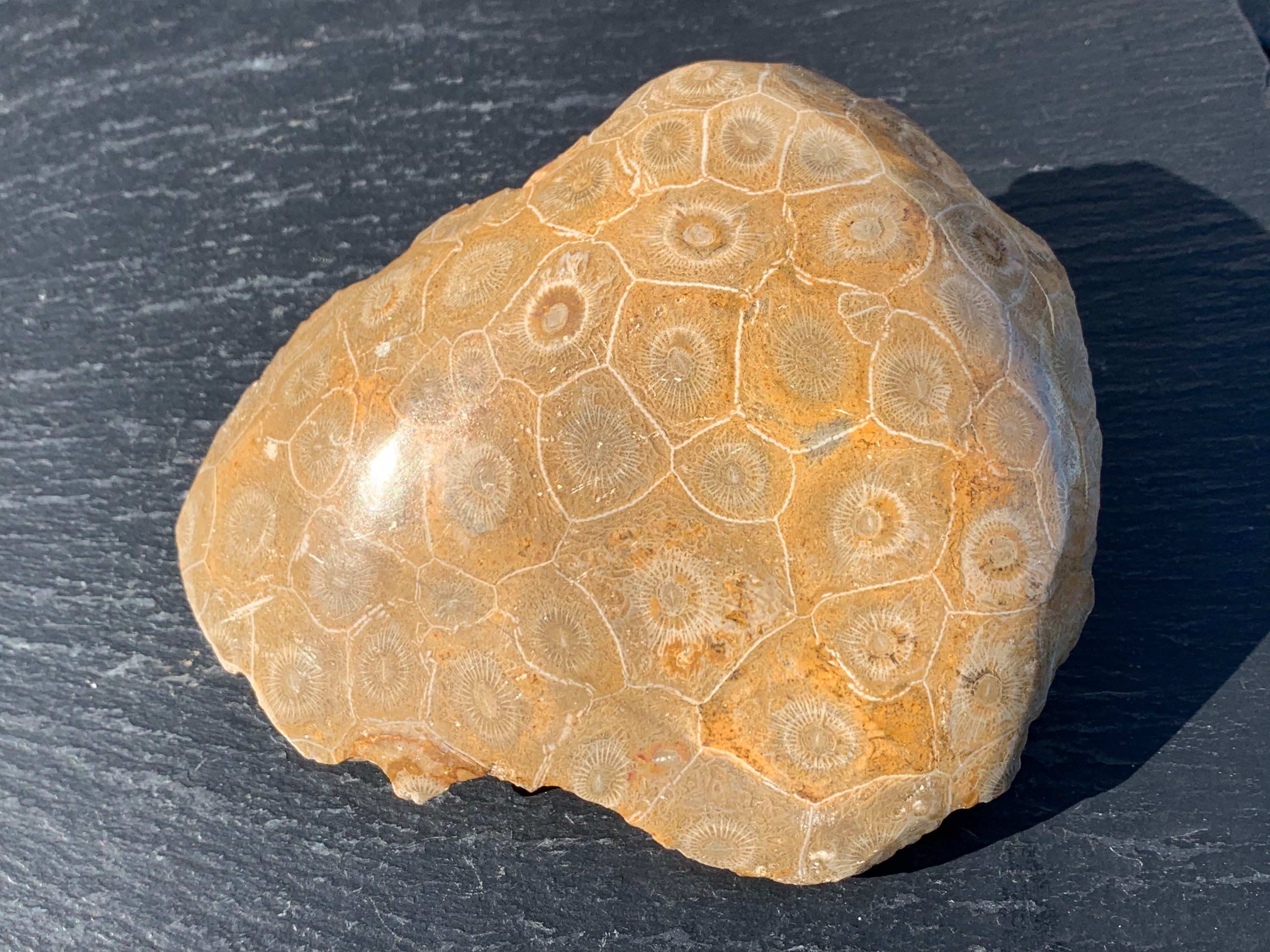 研磨された化石サンゴの頭部標本、モロッコの化石展示品、古生物学者へ