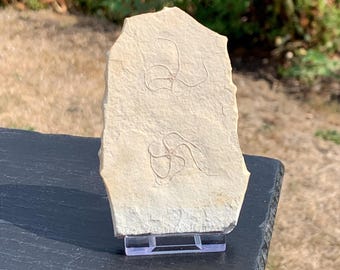 Estrella quebradiza doble fósil del Jurásico Superior de Solnhofen, Alemania, Sinosura kelheimense, fósil de piedra caliza litográfica