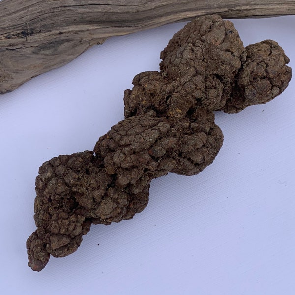 Fossilised Turtle Coprolite Dung