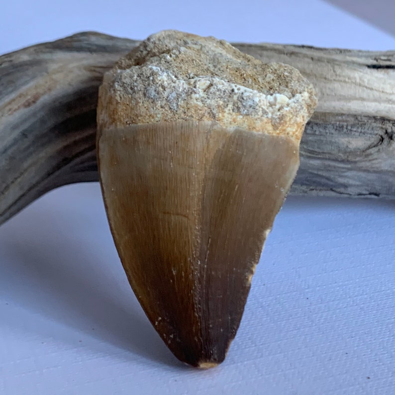 mosasaur tooth fossil