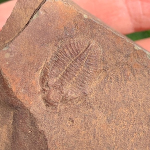 Ordovician Trilobite Fossil, Ogyginus Corndensis Trilobite Specimen, 480 Million Years Old, Welsh Trilobite, UK Fossil Trilobite Collector