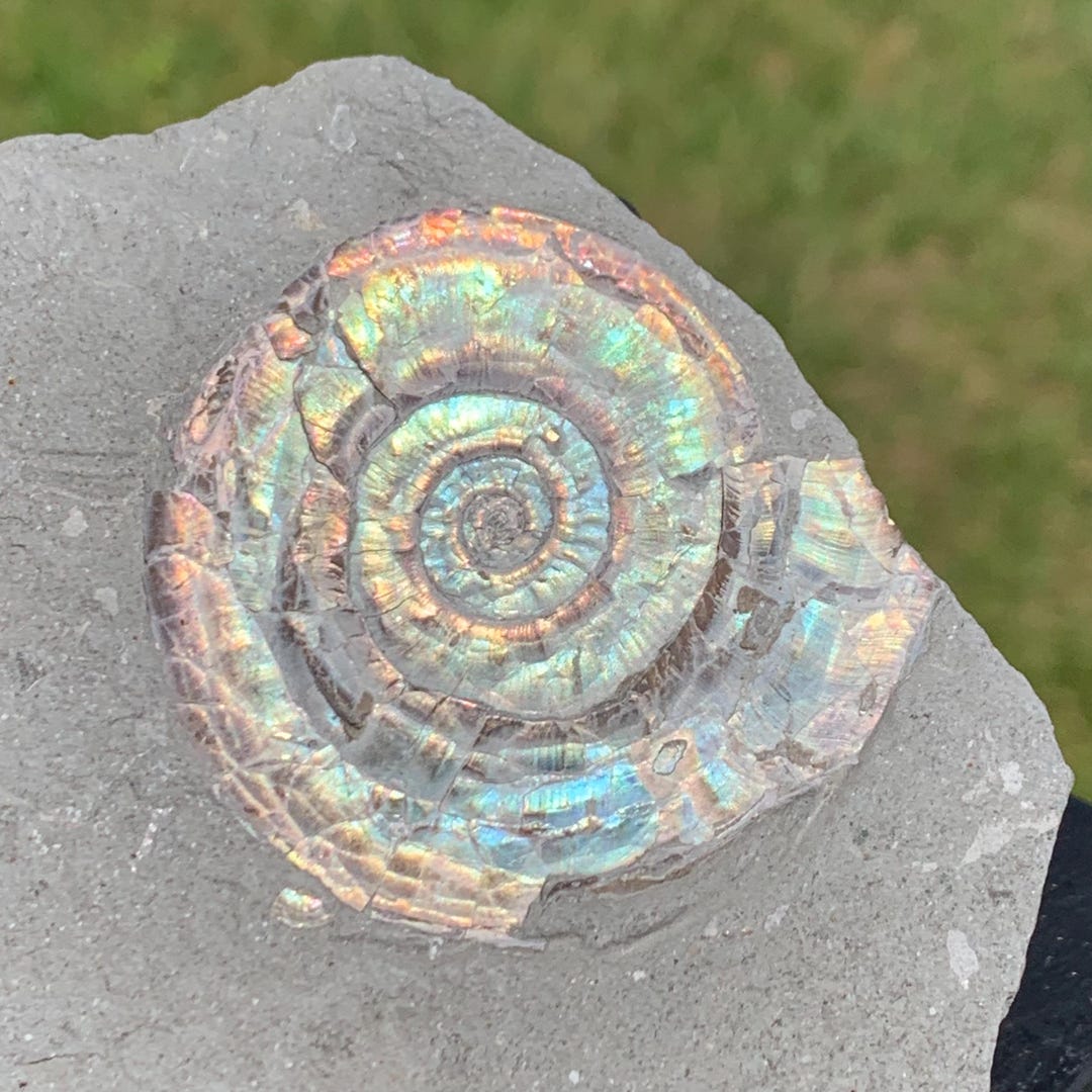 虹色アンモナイト 化石 イングランド・サマセット 産 今や希少な