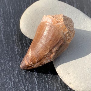 Mosasaur Tooth, Extinct Marine Reptile Tooth, Fossil Tooth, Fossil Collector