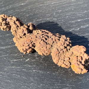 Väldefinierad sköldpaddskoprolit, fossil sköldpaddsavföring, madagaskisk dyngsten