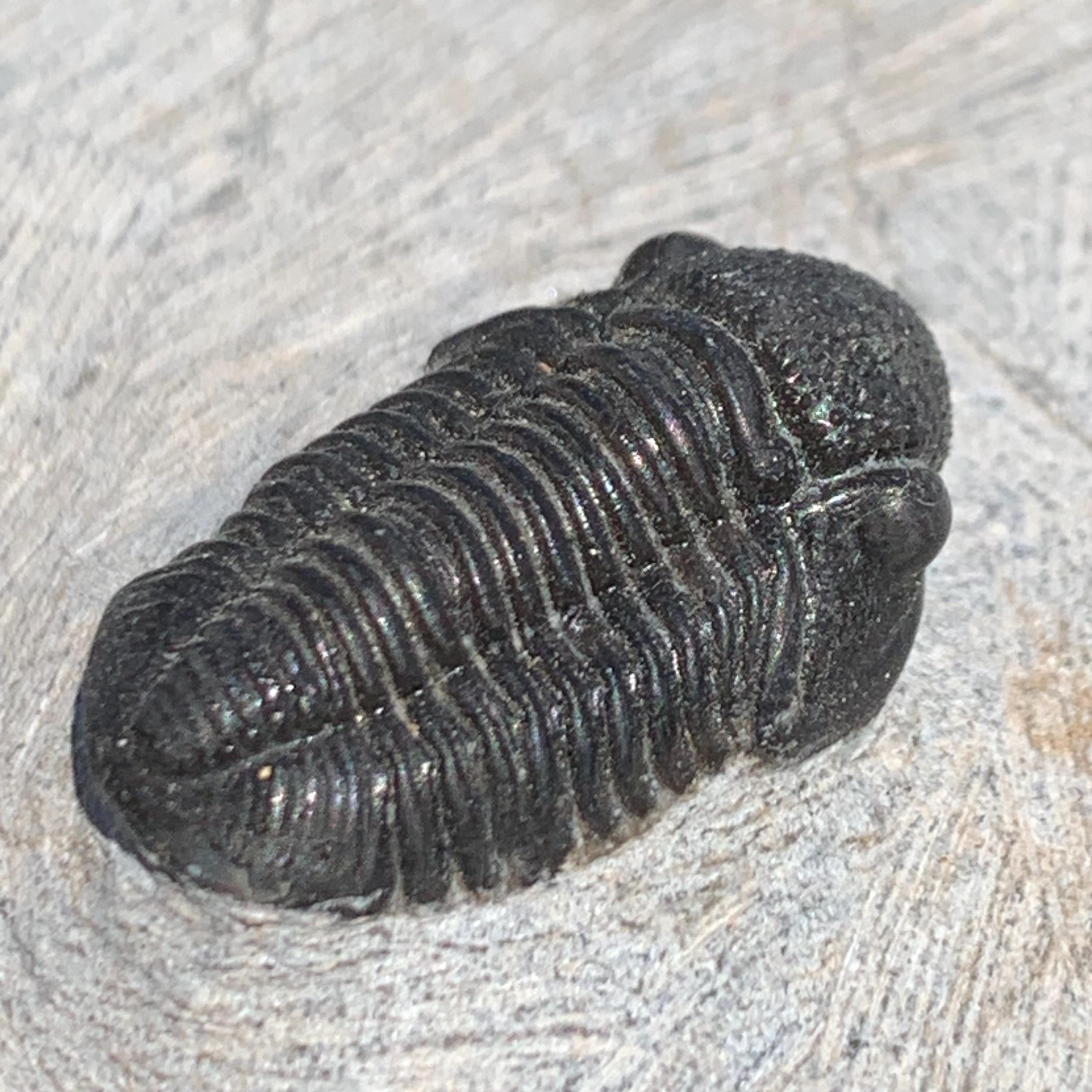 デボン紀のゲラストス三葉虫の化石、3億8000万年前、モロッコ - Etsy 日本