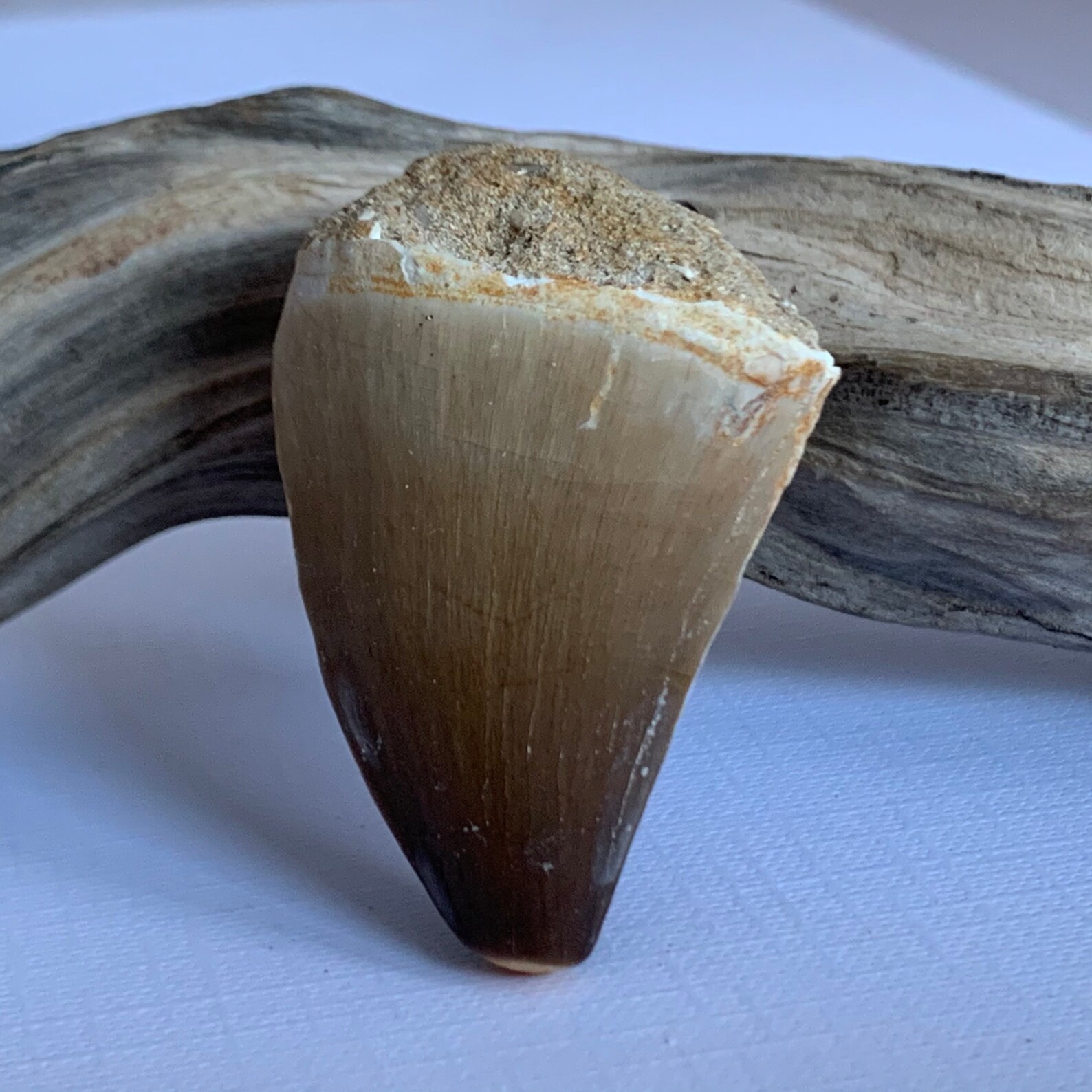 mosasaur tooth fossil