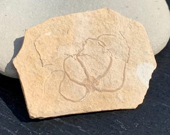 Ofiura fósil del Jurásico Superior de Solnhofen, Alemania, Sinosura kelheimense, fósil litográfico de piedra caliza