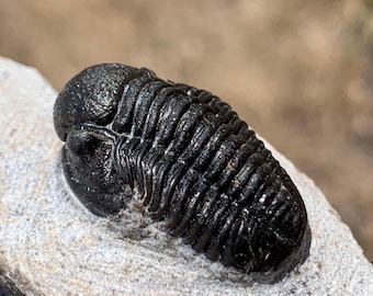巨大！4億6000万年前！フレキシカリメネ三葉虫化石（モロッコ産、76.8