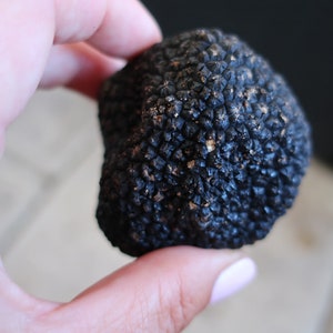 May include: A close-up of a black truffle, a type of edible fungus, held in a hand. The truffle has a bumpy, textured surface.