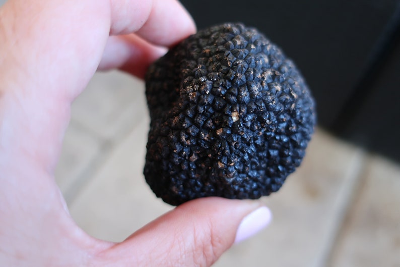 May include: A close-up of a black truffle, a type of edible fungus, held in a hand. The truffle has a bumpy, textured surface.