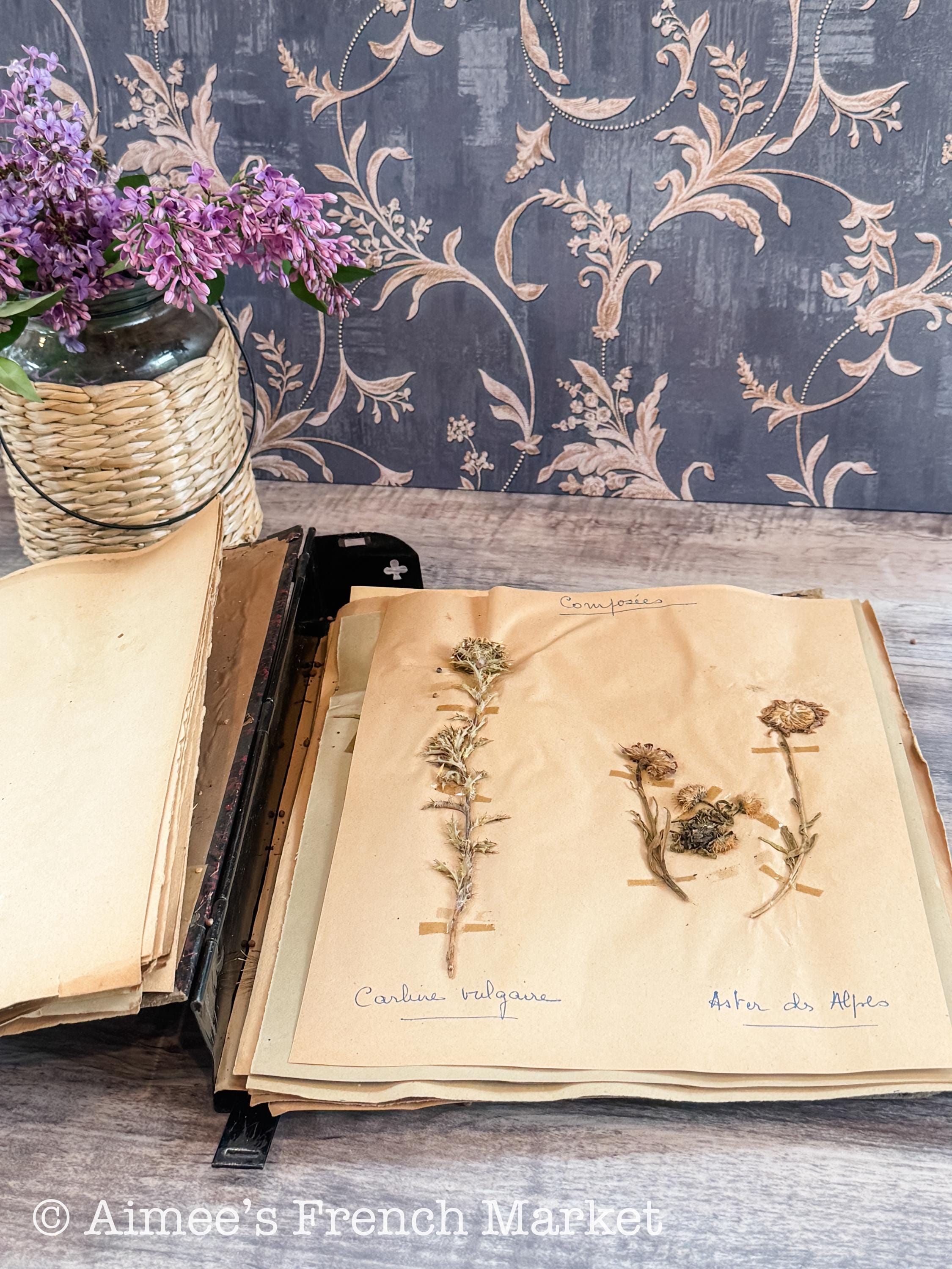 19th Century Botanic - Etsy