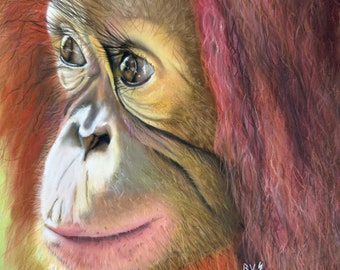 Original Orangutan Pastel Painting - Handmade Realistic Wildlife Art