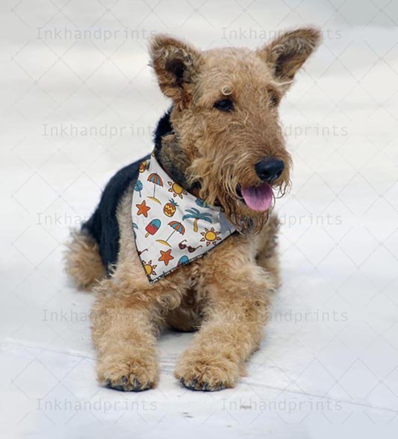 Download JPG PSD pet bandana mock-upflat template Dye sublimation ...