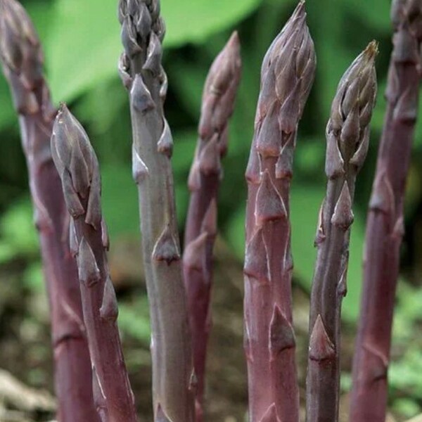 Asparagus Crowns 3 Year Etsy