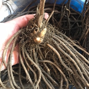 NOW SHIPPING! Two yr old Millennium Asparagus Crowns ready to plant in your garden! Harvest year after year!