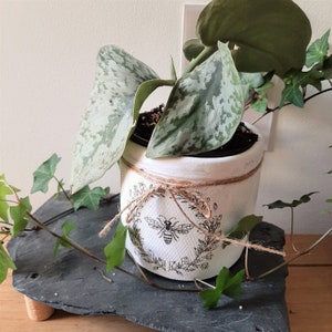 May include: A white ceramic plant pot featuring a bee and floral design, tied with twine. The pot contains a green and silver plant, and rests on a dark grey slate tray. Green ivy vines are draped around the pot.