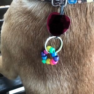 Dog collar key chain rainbow