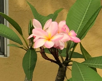 Plumeria Cuttings | Frangipani | Plumeria | Pink | White | Yellow  (rooted or no root)