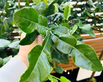 May include: Close-up of a green kaffir lime plant with vibrant leaves. The plant is being held by a hand, and the background features a wooden slatted wall. The text "@PlantsByPat" is visible in the image.