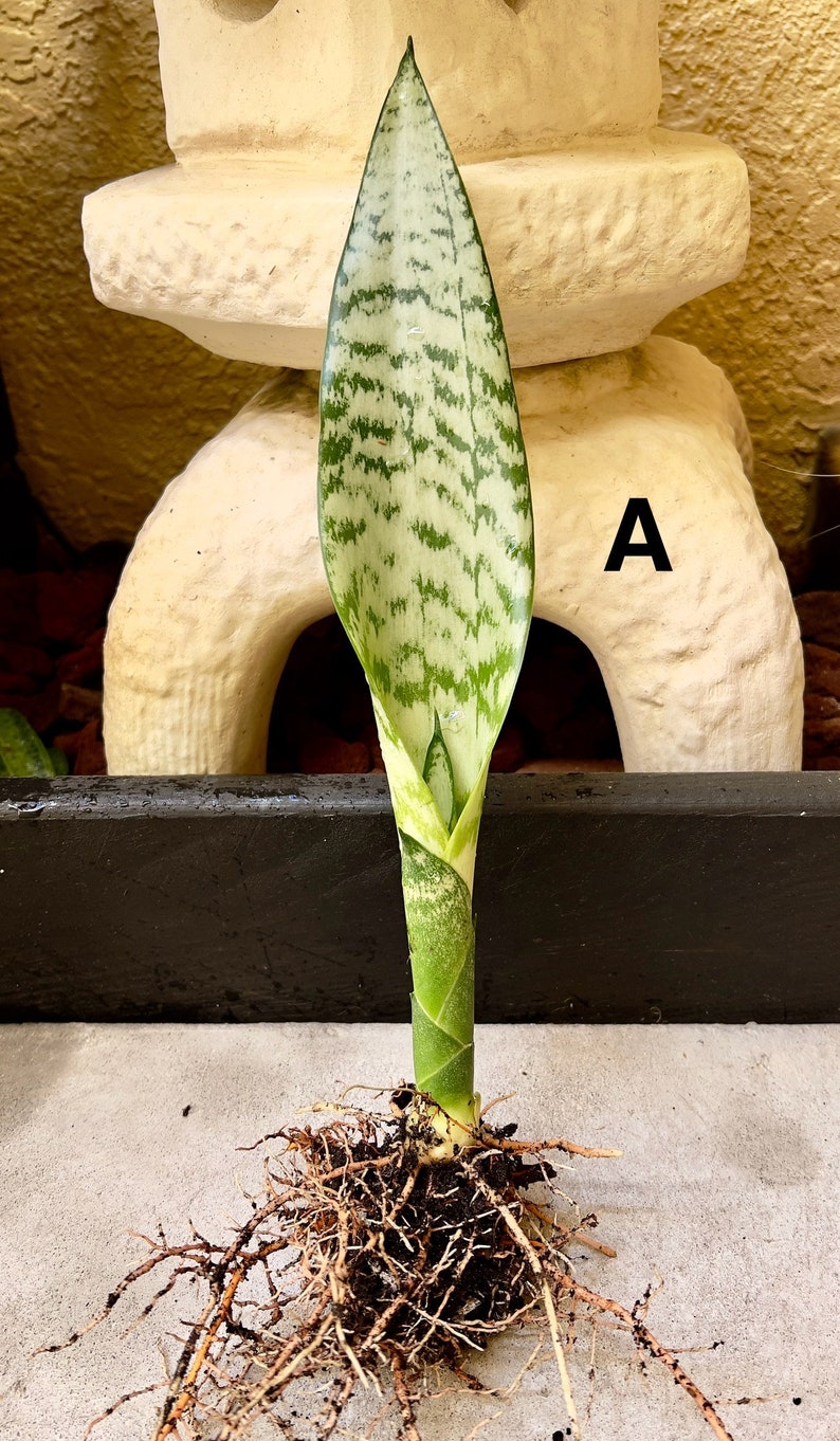 Snake Plant Seedlings – Sansevieria Mother-in-Law Tongue, 5-8 Rooted, USA