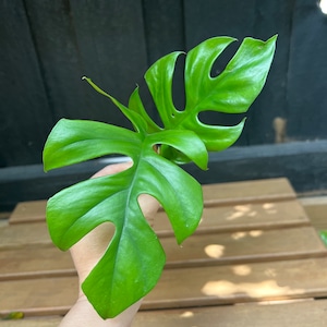 Mini Monstera | Monstera Minima Cutting | Philodendron Minima Cutting | Rhaphidophora Tetrasperma &#39;Ginny&#39; Clipping for Propagation